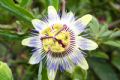 Passiflora coerulea